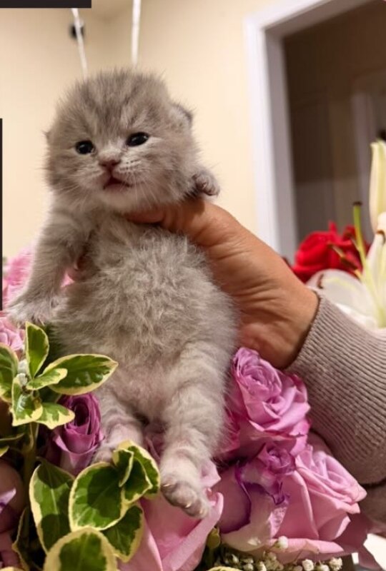 Misty, British Shorthair kitten