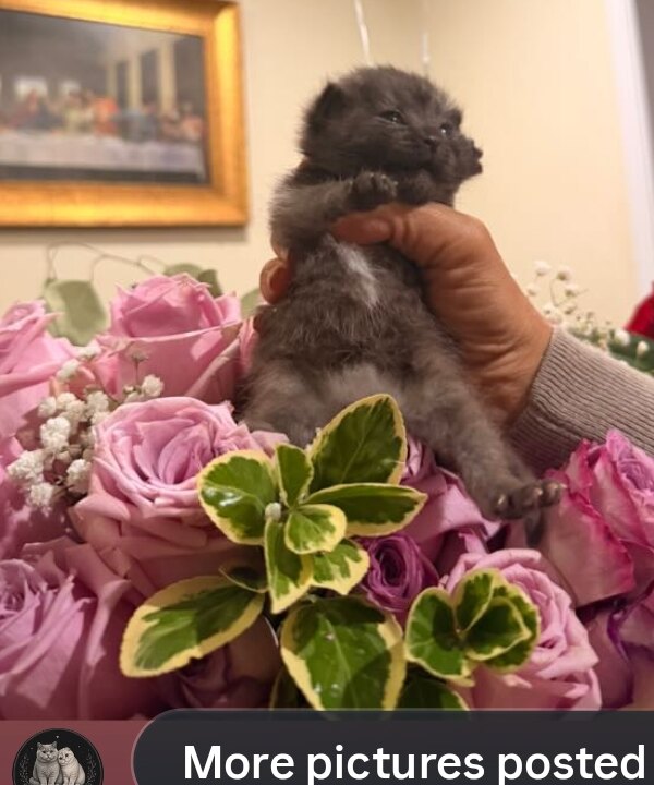 Pepper, British Shorthair kitten