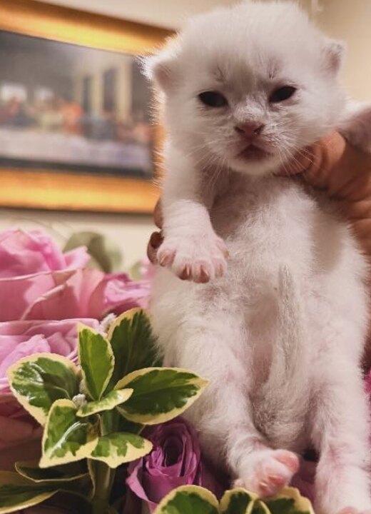 Snow, British Shorthair kitten