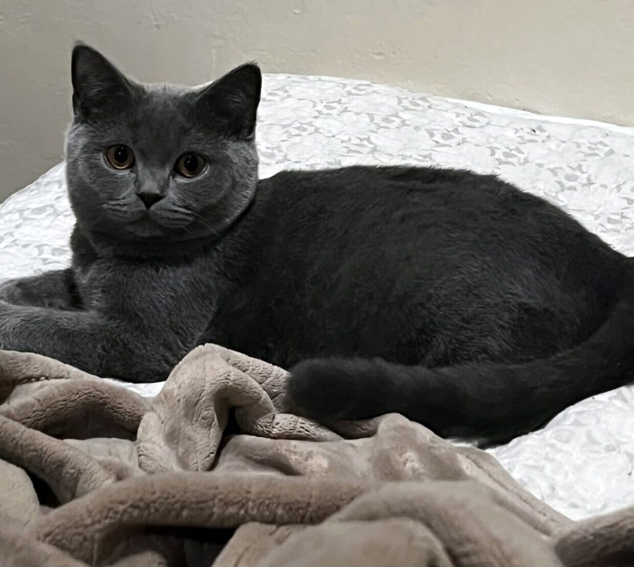Blue British Shorthair lounging on a soft blanket