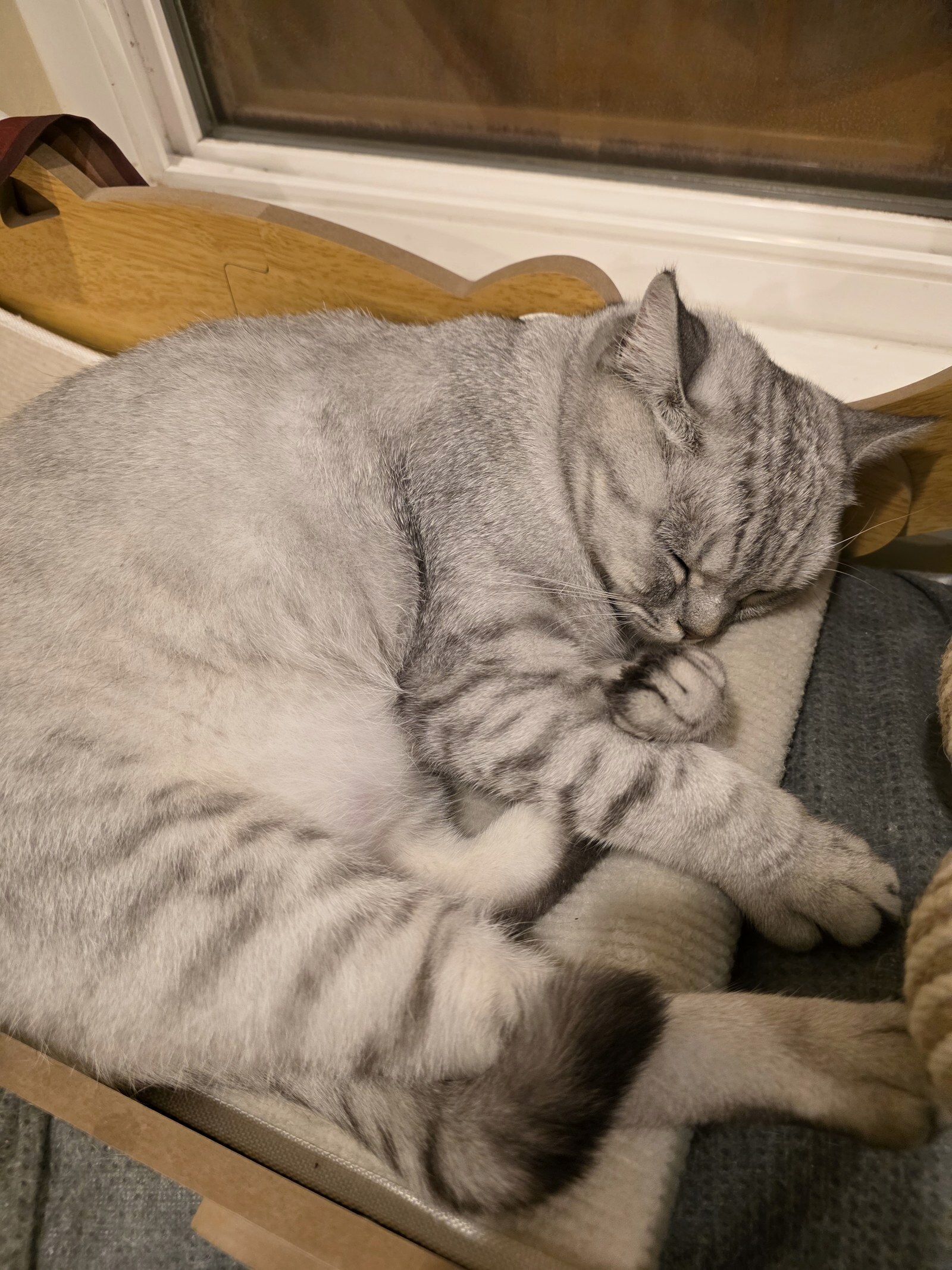 Silver tabby British Shorthair sleeping curled in a cozy bed